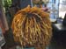 EcoColors hair color  (23)