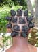 EcoColors hair color  (27)